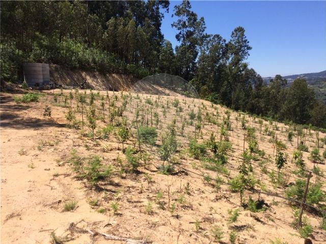 Terreno à venda em Cinfães