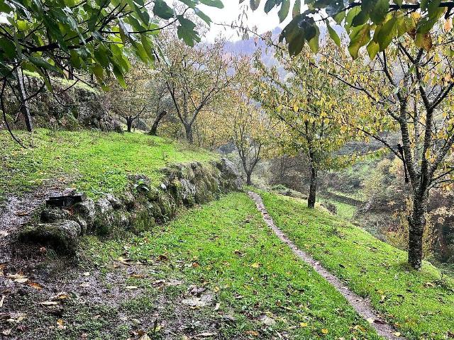Terreno à venda em Anreade e São Romão de Aregos, Resende RE/MAX Portugal