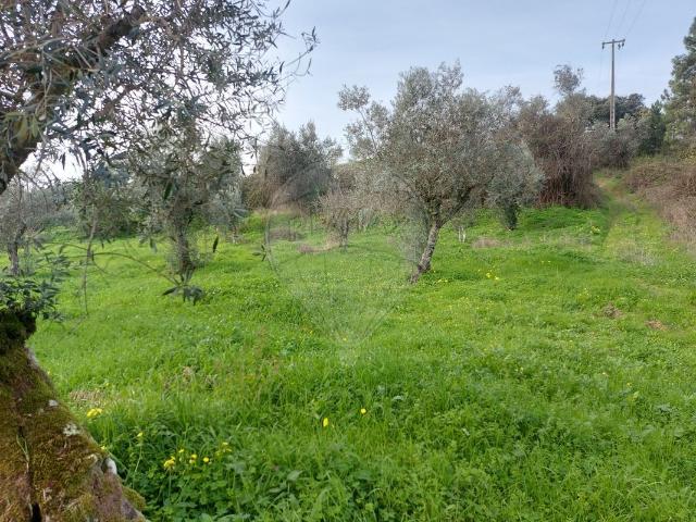Terreno à venda em Abrantes