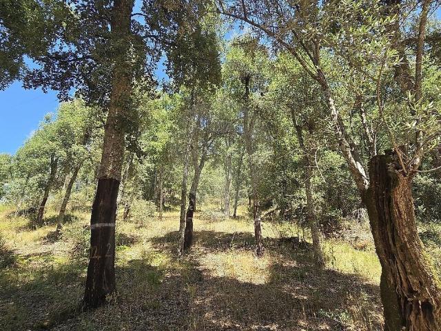 Terreno à venda em Alvaiázere, Alvaiázere RE/MAX Portugal