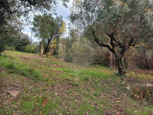 Terreno à venda em Alvaiázere, Alvaiázere RE/MAX Portugal