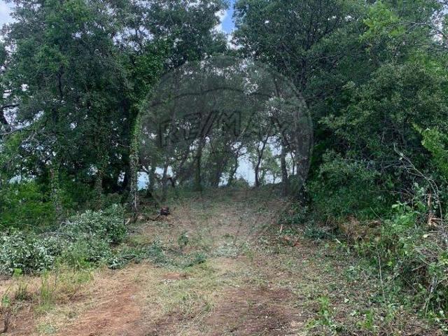 Terreno à venda em Alvaiázere, Alvaiázere RE/MAX Portugal