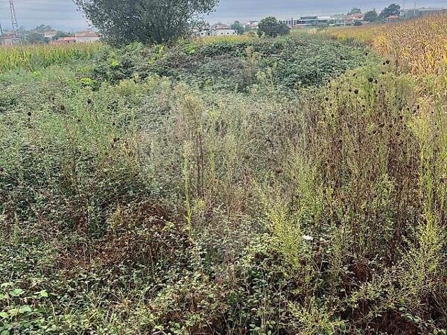 Terreno à venda em Alvelos, Barcelos RE/MAX Portugal