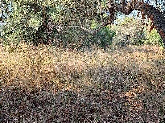 Terreno à venda em Alcoutim e Pereiro, Alcoutim RE/MAX Portugal