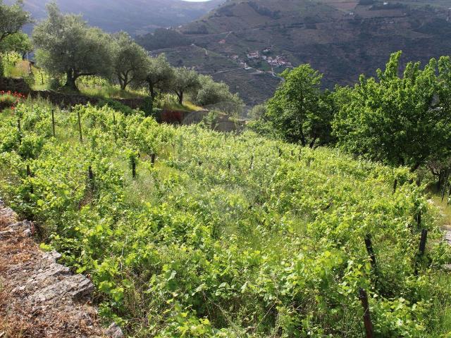 Terreno à venda em Alijó