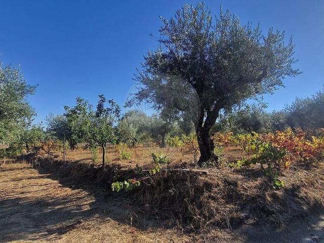 Terreno à venda em Alpedrinha, Fundão RE/MAX Portugal