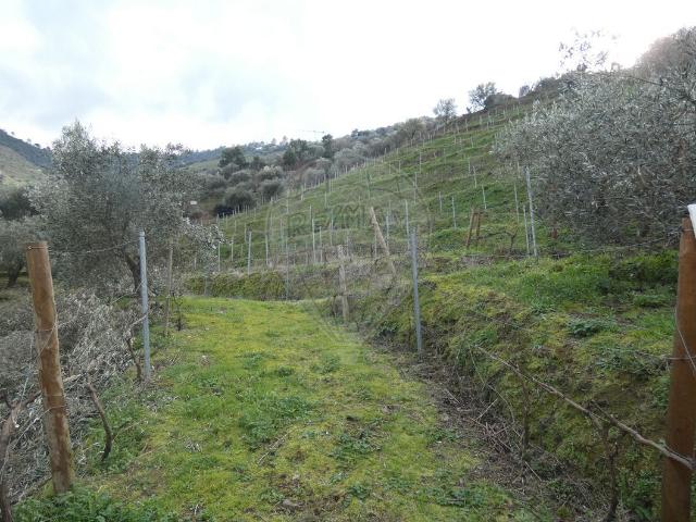 Terreno à venda em Armamar