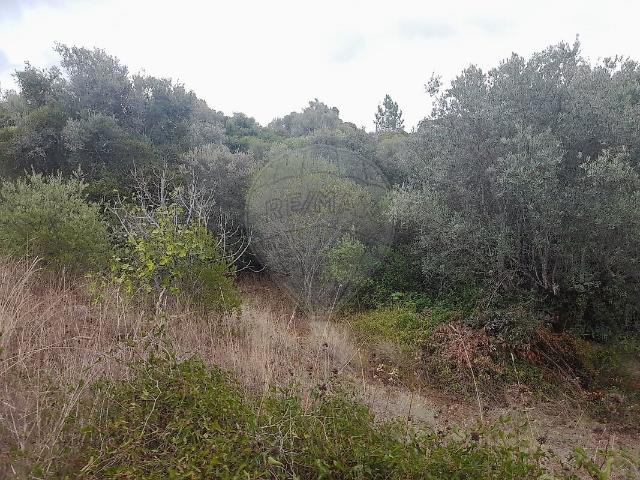 Terreno à venda em Assentiz, Torres Novas RE/MAX Portugal