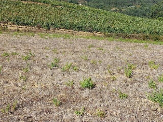 Terreno à venda em Azueira e Sobral da Abelheira, Mafra RE/MAX Portugal