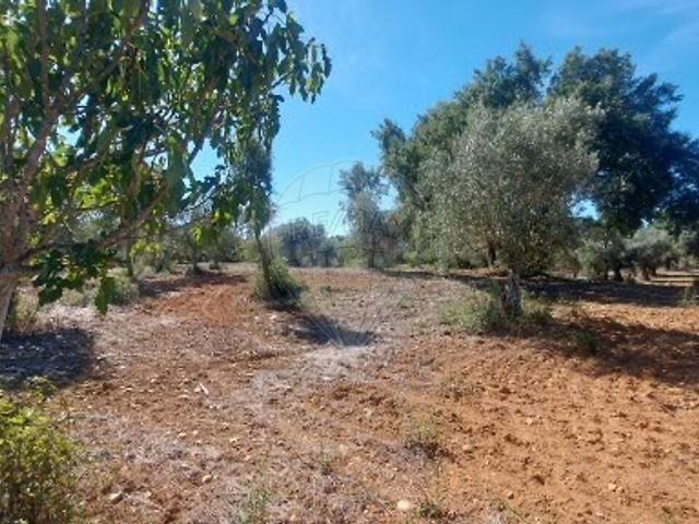 Terreno à venda em Belver, Gavião RE/MAX Portugal