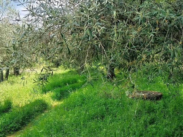 Terreno à venda em Benquerença, Penamacor RE/MAX Portugal