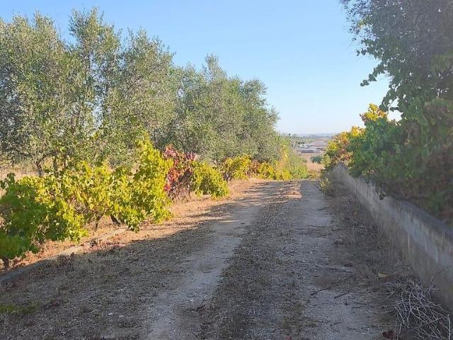 Terreno à venda em Brogueira, Parceiros de Igreja e Alcorochel, Torres Novas RE/MAX Portugal