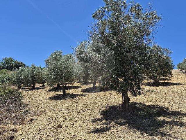 Terreno à venda em Brogueira, Parceiros de Igreja e Alcorochel, Torres Novas RE/MAX Portugal