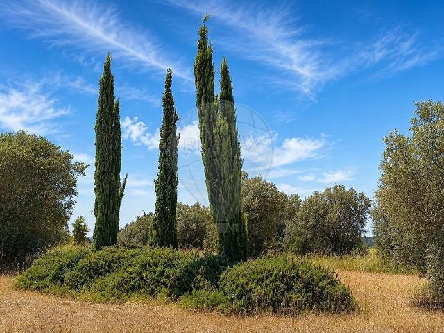 Terreno à venda em Brogueira, Parceiros de Igreja e Alcorochel, Torres Novas RE/MAX Portugal