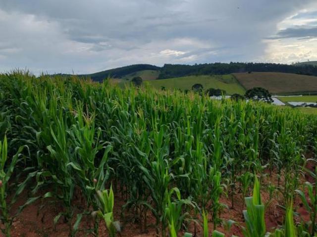 Terreno à Venda em Bueno Brandão/MG com Escritura