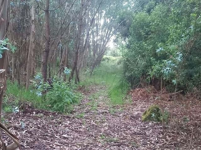 Terreno à venda em Bustos, Troviscal e Mamarrosa, Oliveira do Bairro RE/MAX Portugal
