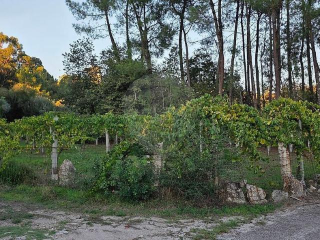 Terreno à venda em Gondomil e Sanfins, Valença RE/MAX Portugal