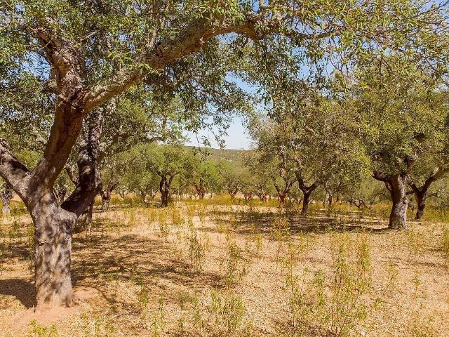 Terreno à venda em Glória, Estremoz RE/MAX Portugal