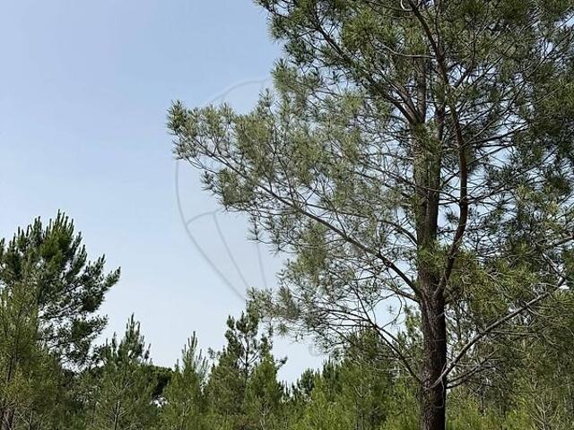 Terreno à venda em Grândola e Santa Margarida da Serra, Grândola RE/MAX Portugal