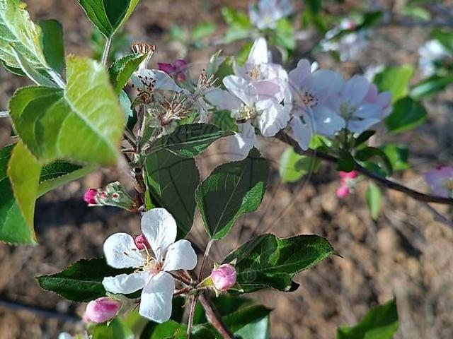 Terreno à venda em Encarnação, Mafra RE/MAX Portugal