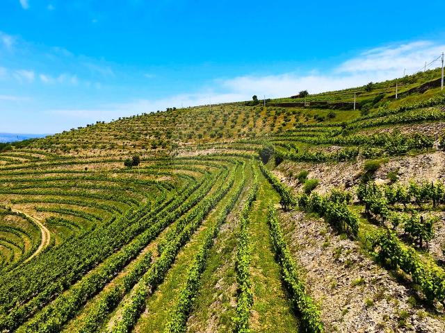 Terreno à venda em Ervedosa do Douro, São João da Pesqueira RE/MAX Portugal