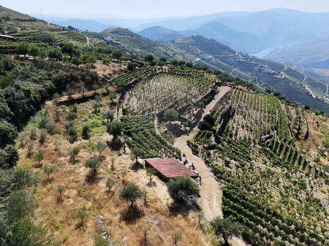 Terreno à venda em Ervedosa do Douro, São João da Pesqueira RE/MAX Portugal