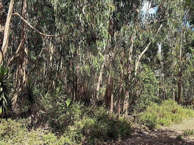Terreno à venda em Ericeira, Mafra RE/MAX Portugal