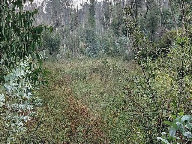 Terreno à venda em Fonte Arcada e Oliveira, Póvoa de Lanhoso RE/MAX Portugal