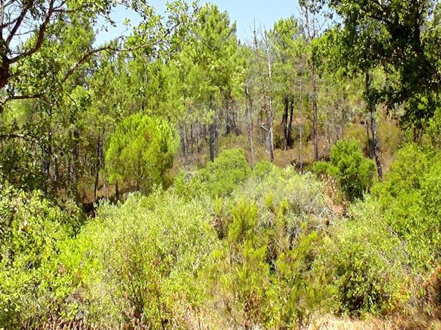 Terreno à venda em Ferreira do Zêzere