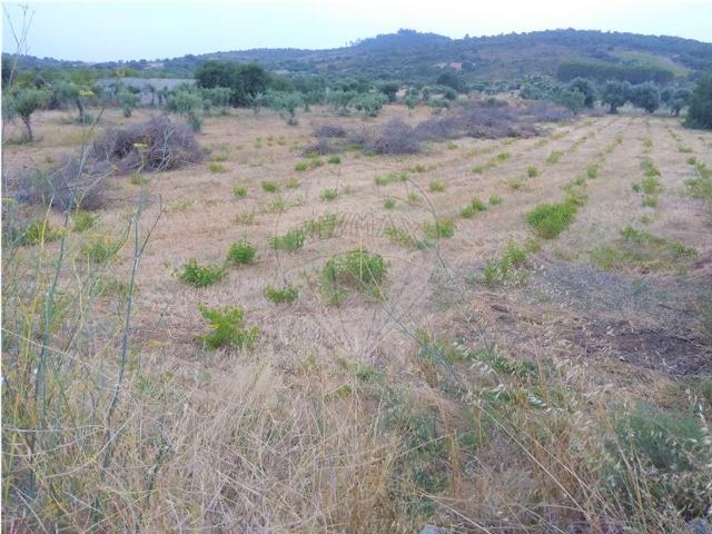 Terreno à venda em Ferreira do Zêzere