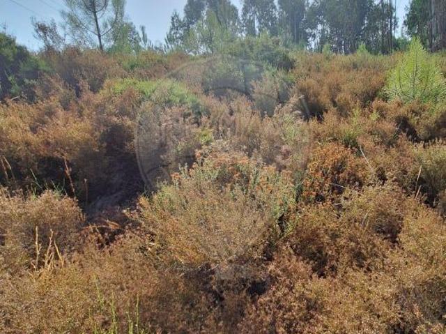 Terreno à venda em Figueiró dos Vinhos
