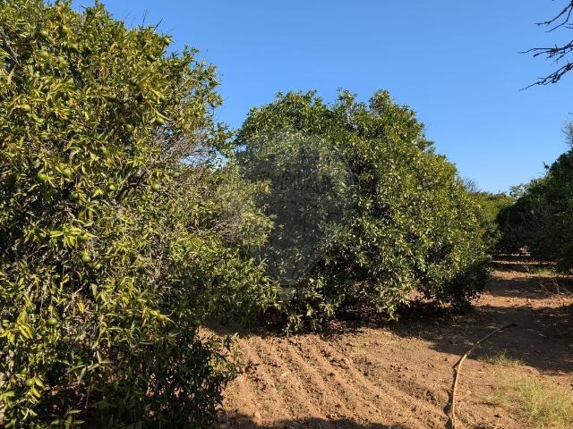 Terreno à venda em Figueirais