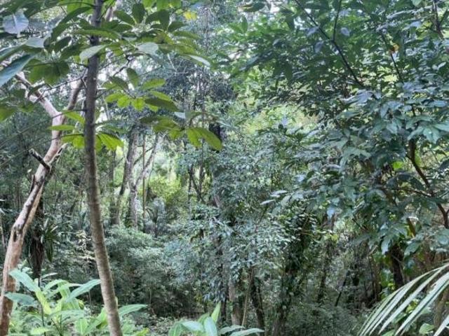 Terreno á venda em Ilhabela SP Escritura definitiva