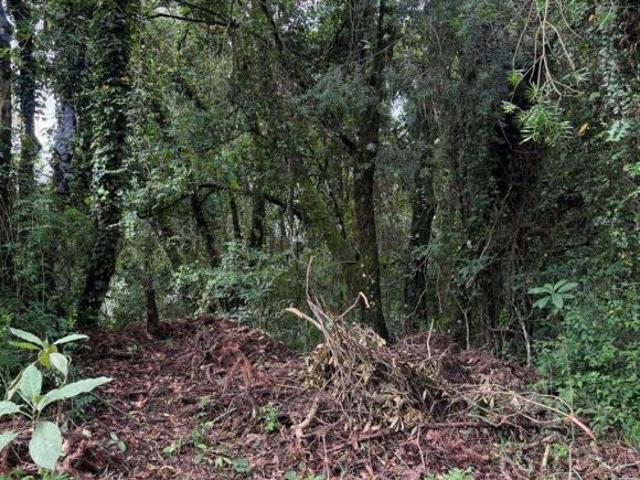 Terreno à venda em Monte Verde