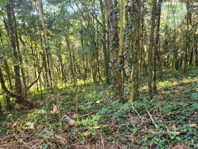 Terreno à venda em Monte Verde