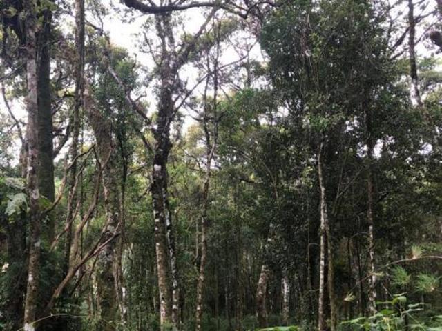 Terreno à venda em Monte Verde