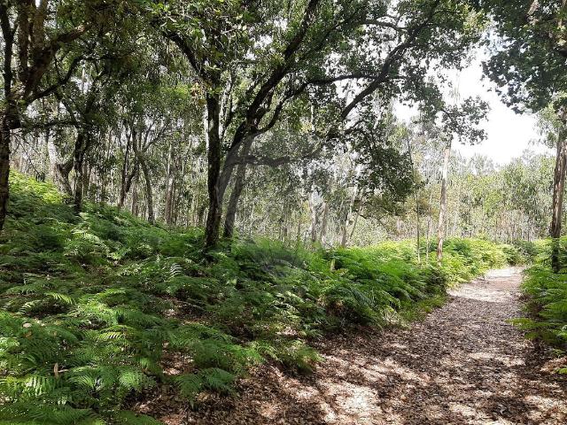 Terreno à venda em Mafra