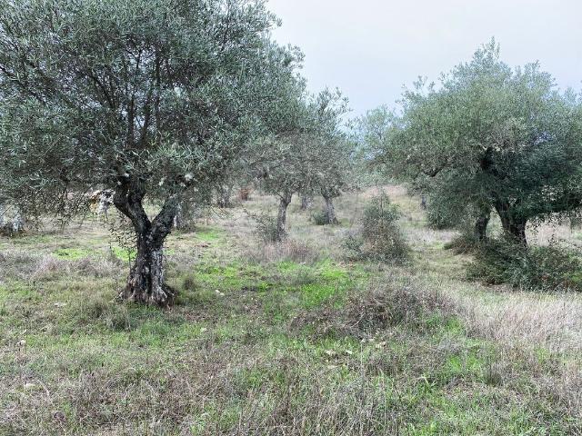 Terreno à venda em Malpica do Tejo, Castelo Branco RE/MAX Portugal