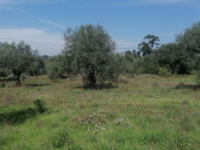 Terreno à venda em Mealhada