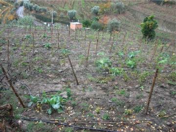 Terreno à venda em Mesão Frio