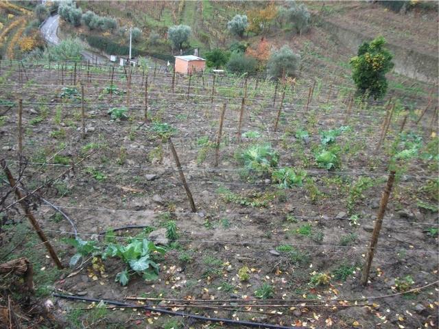 Terreno à venda em Mesão Frio