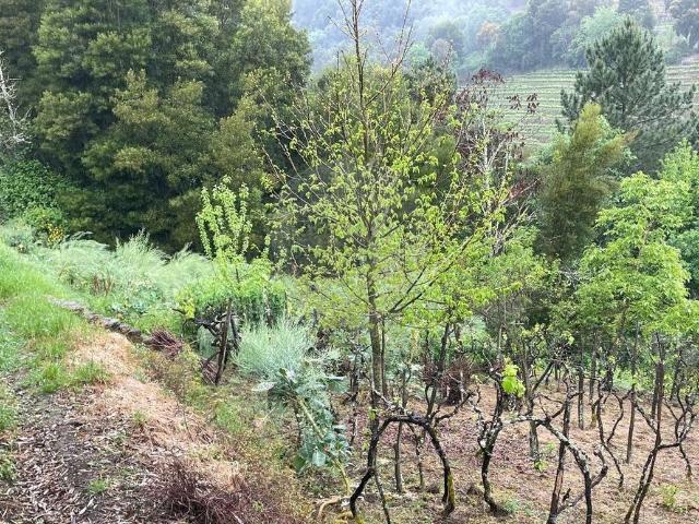Terreno à venda em Mesão Frio
