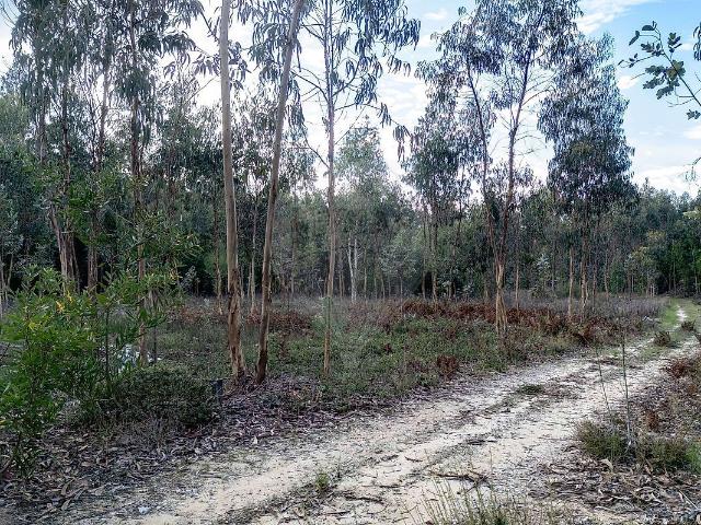 Terreno à venda em Mira, Mira RE/MAX Portugal
