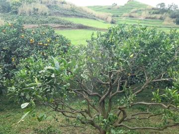 Terreno à venda em Nordeste