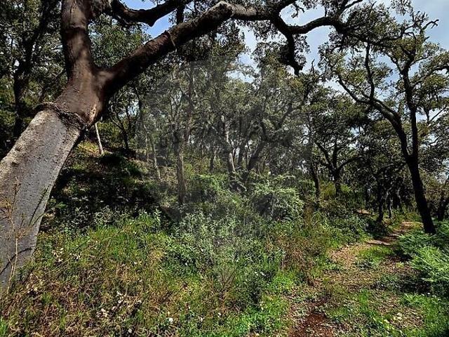 Terreno à venda em São Martinho das Amoreiras, Odemira RE/MAX Portugal