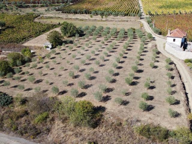 Terreno à venda em São João da Pesqueira e Várzea de Trevões, São João da Pesqueira RE/MAX Portugal