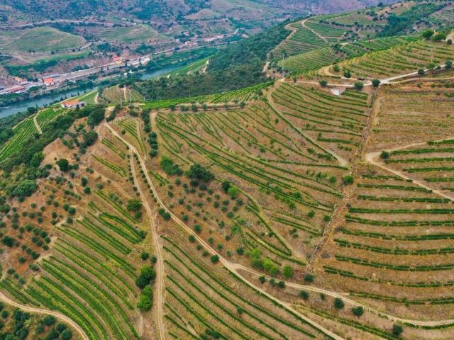 Terreno à venda em São João da Pesqueira