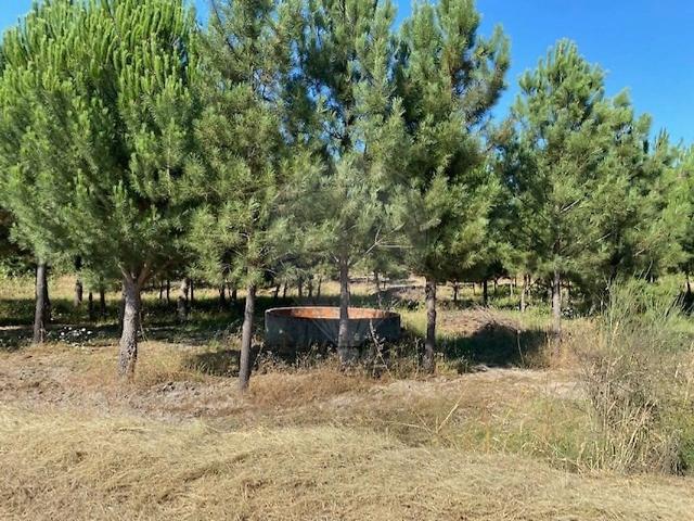 Terreno à venda em São José da Lamarosa, Coruche RE/MAX Portugal
