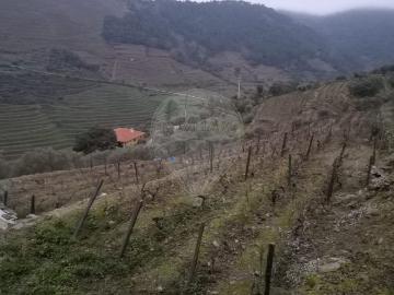 Terreno à venda em Sabrosa