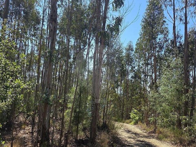 Terreno à venda em Santa Comba Dão e Couto do Mosteiro, Santa Comba Dão RE/MAX Portugal